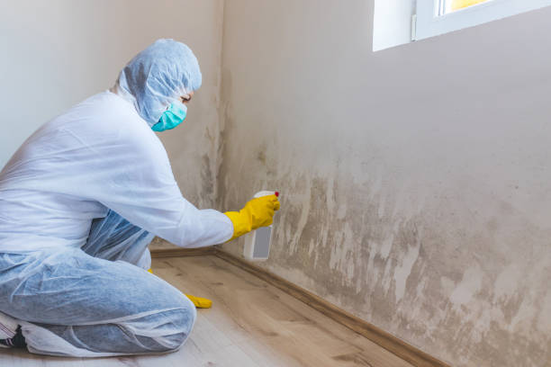 Licensed Black Mold Remediation service in Franklin, NJ - Car Mold Remediation