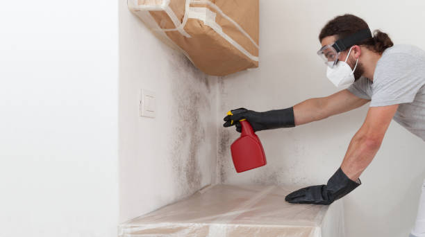 Professional Black Mold Remediation technician working in Franklin, NJ