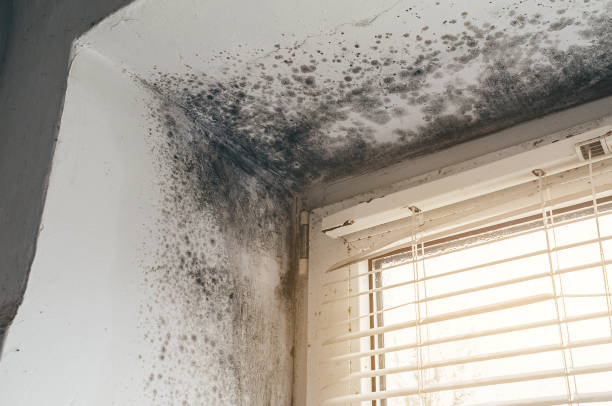 Affordable Black Mold Remediation solutions in Franklin, NJ